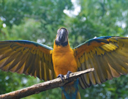 High School Summer Abroad in Costa Rica