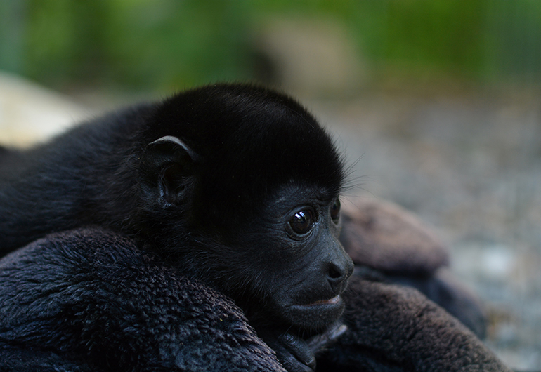 Howler monkey at the reserve in Costa Rica.