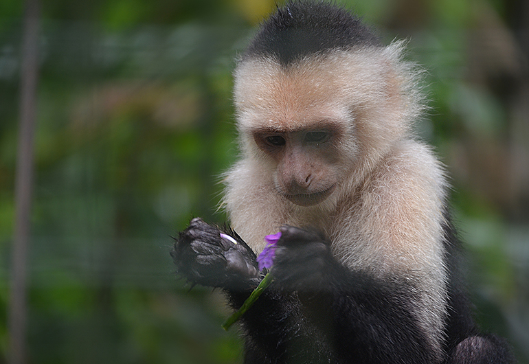 Capuchin monkey plays with flowers at the center.
