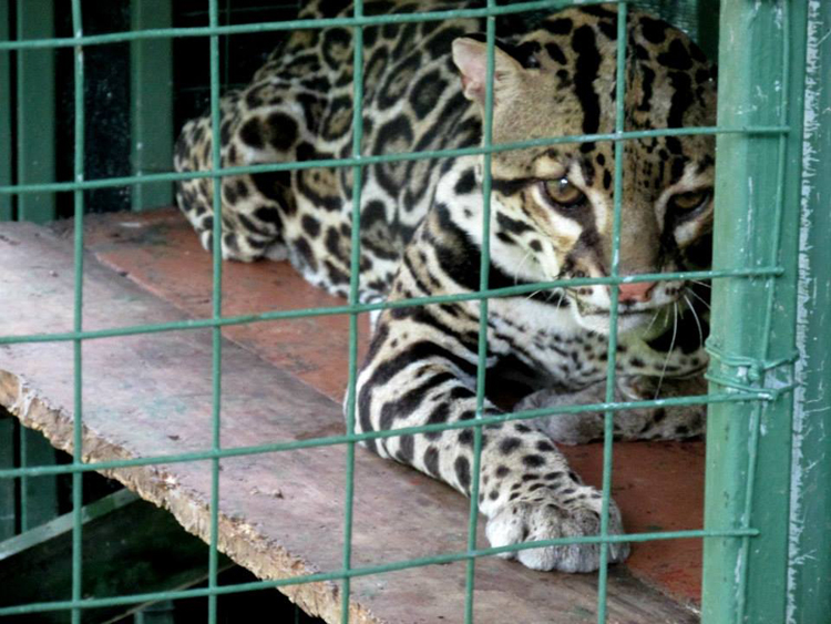 Ocelot-costa-rica