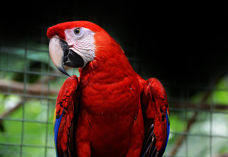 Beautiful scarlet macaw at the center in Costa Rica.