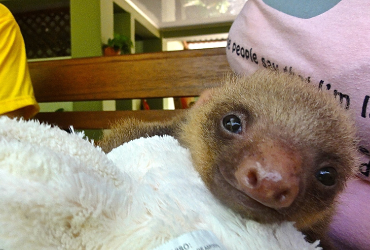 baby-sloths