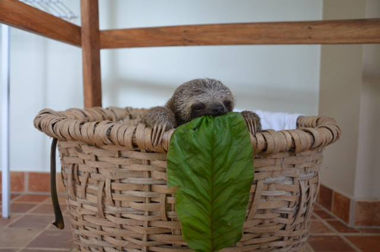 baby-three-toed-sloth