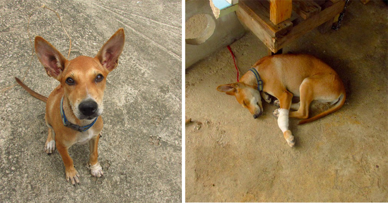 rescue-paws-in-thailand