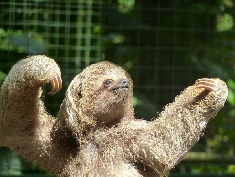 sloths-forever